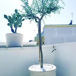 דירה Dimora Asmara 11 15 *